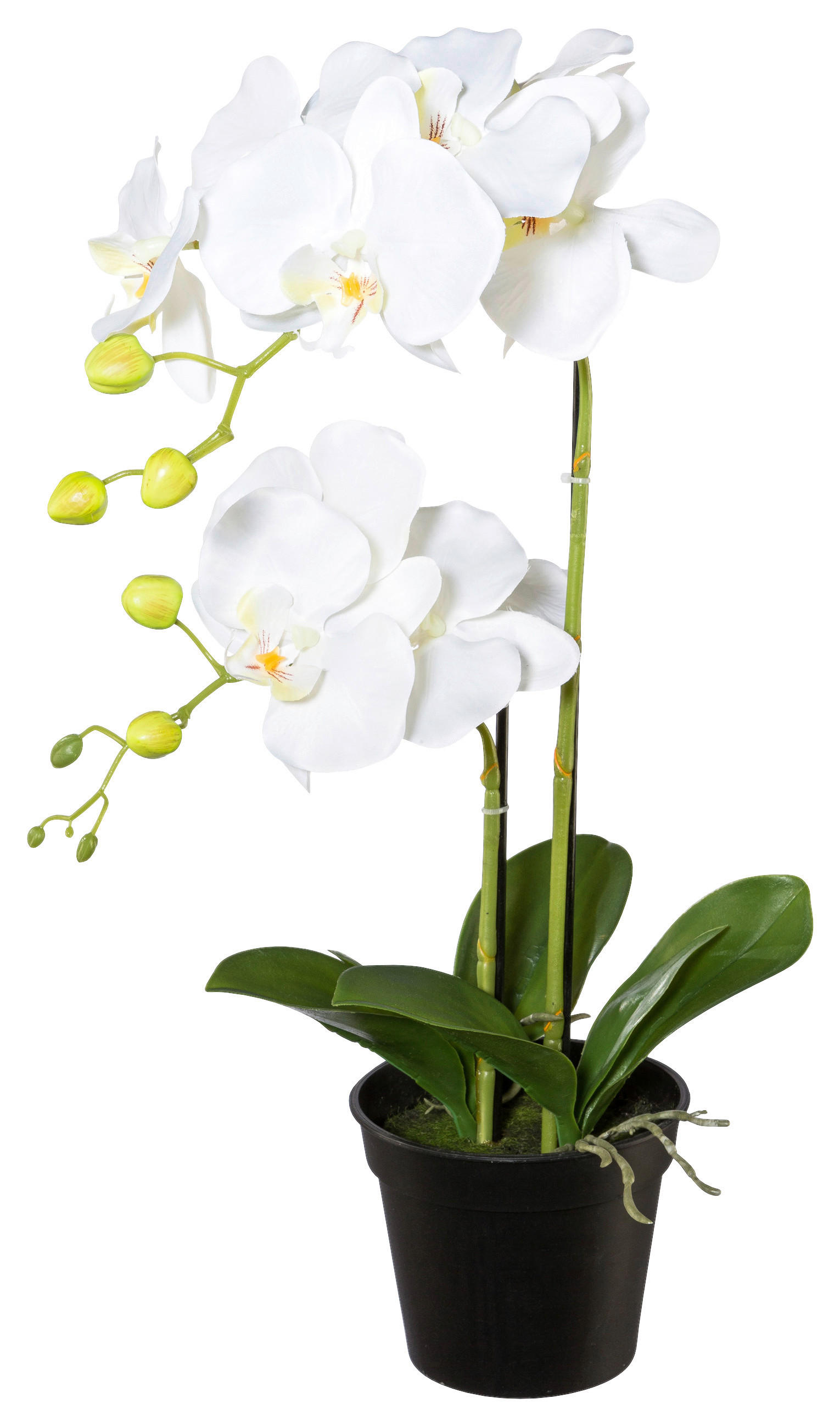 KUNSTPFLANZE Orchidee 55 cm  - Schwarz/Weiß, Design, Kunststoff (55cm) - P & B