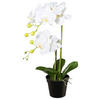 KUNSTPFLANZE Orchidee 55 cm  - Schwarz/Weiß, Design, Kunststoff (55cm) - P & B