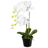 KUNSTPFLANZE Orchidee 55 cm  - Schwarz/Weiß, Design, Kunststoff (55cm) - P & B