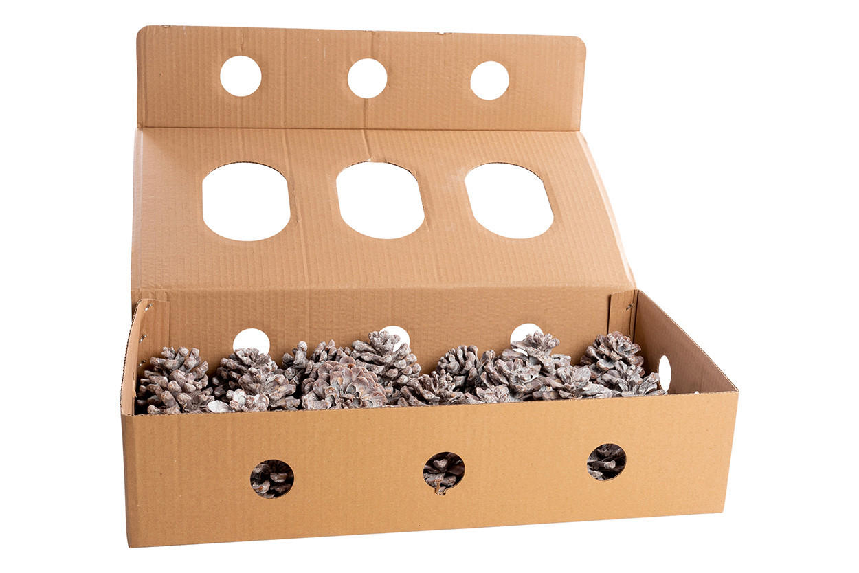 TANNENZAPFEN  - Pinienfarben, Basics, Naturmaterialien (10-16cm) - X-Mas