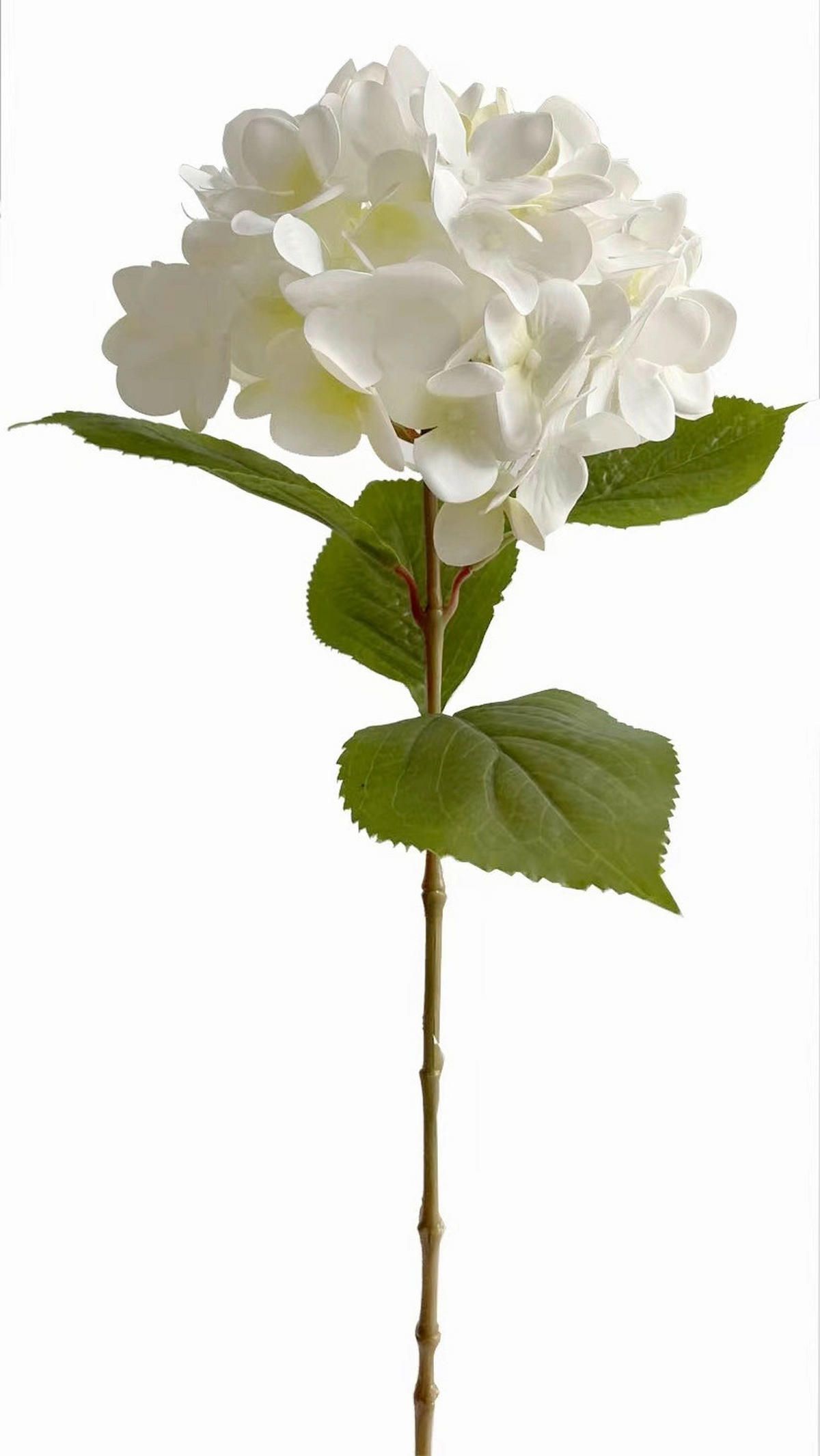 HORTENZIA - fehér, Basics (60cm)