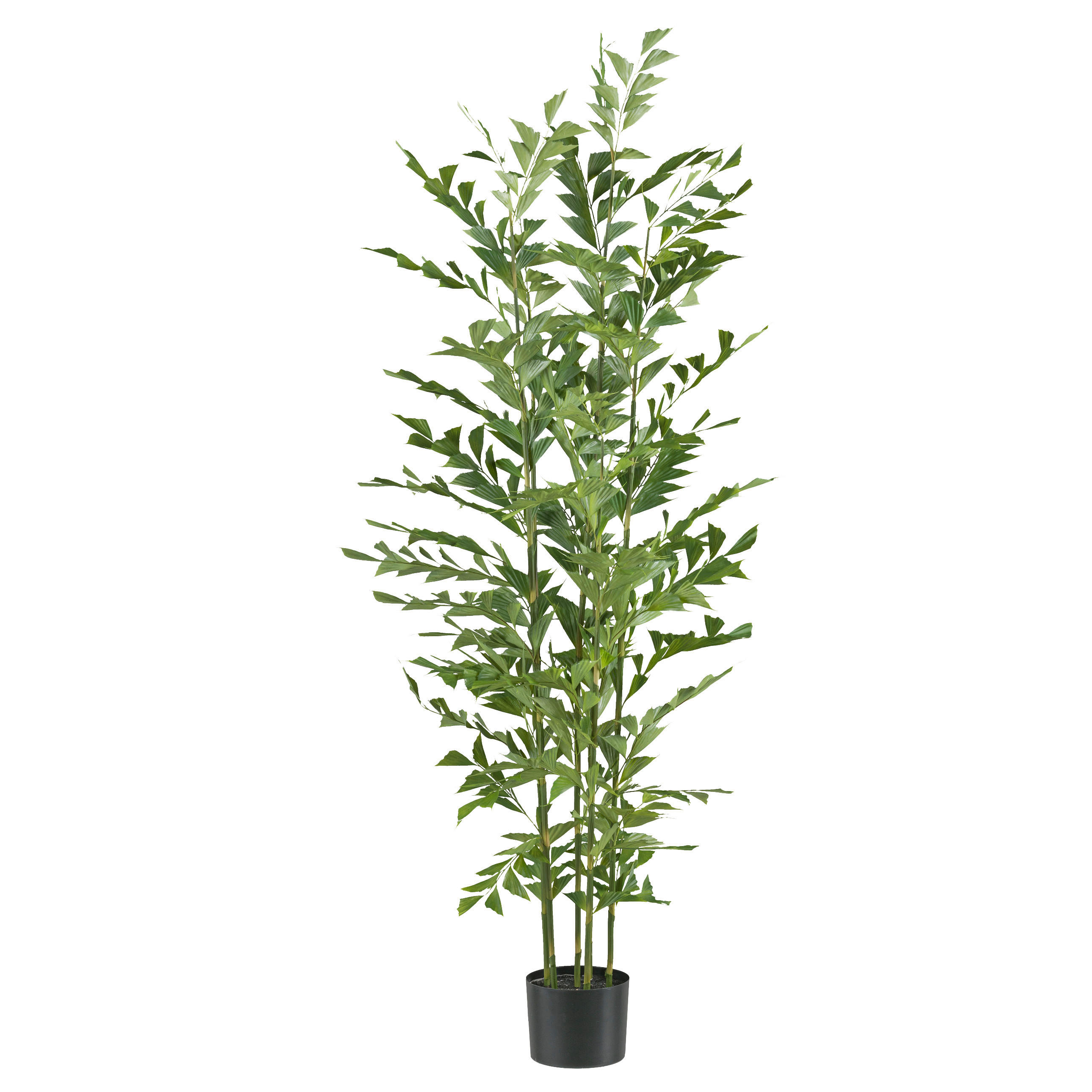 KUNSTPFLANZE Palme 150 cm  - Schwarz/Grün, Design, Kunststoff (150cm) - P & B