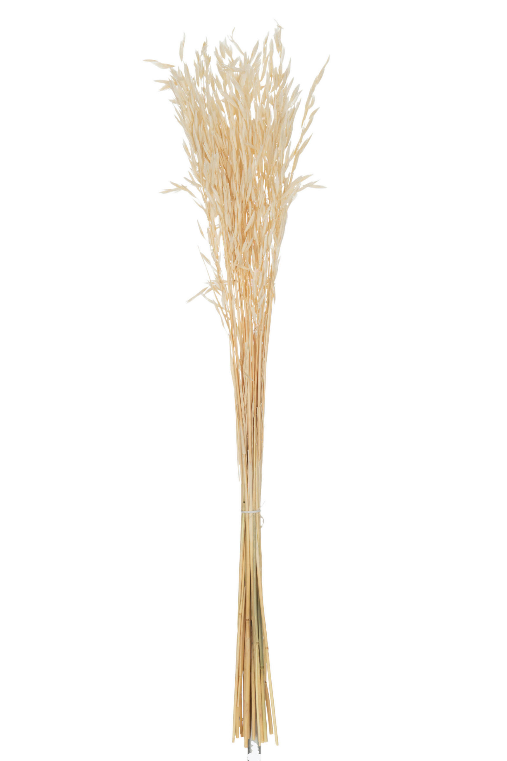 XXXLutz TROCKENBLUMENSTRAUß Hafer Creme 7.5x85x7.5 cm