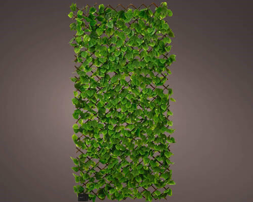 DEKORAČNÍ ROSTLINA