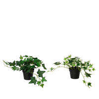 Iederă - Basics (25,00/17,00/28,00cm)