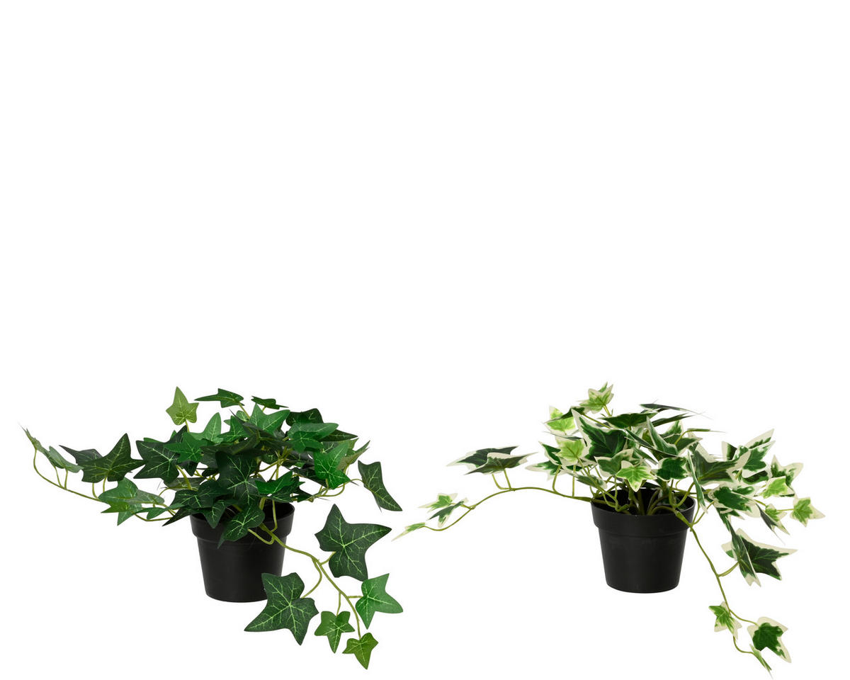 Iederă - Basics (25,00/17,00/28,00cm)