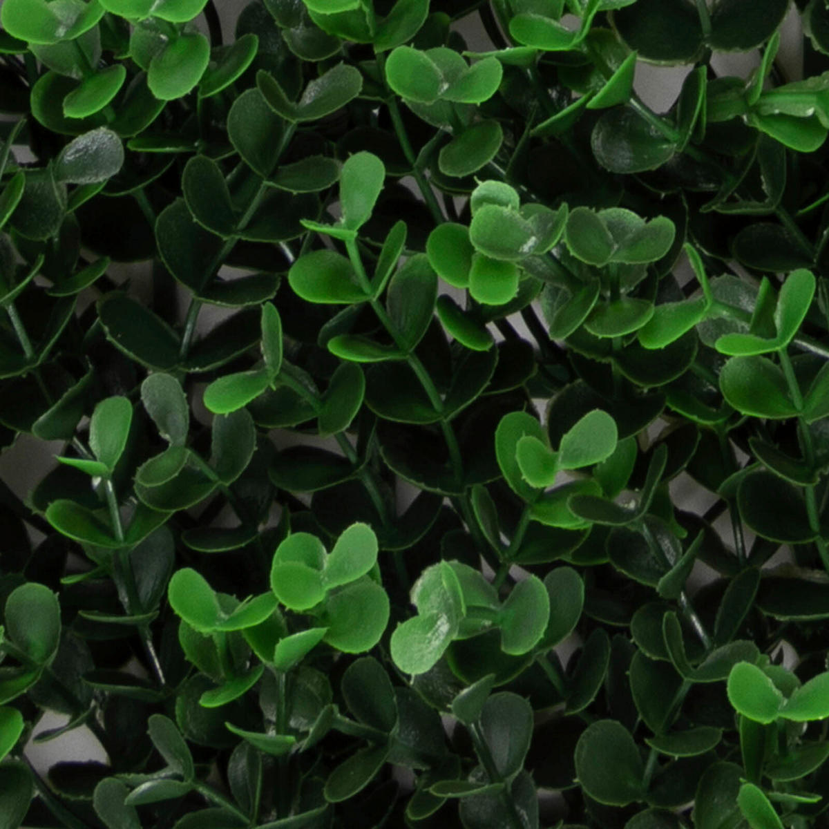 Wandverkleidung Pflanzenwand  Kunststoff  - Waldgrün, Trend, Kunststoff (50/50cm) - Floordirekt