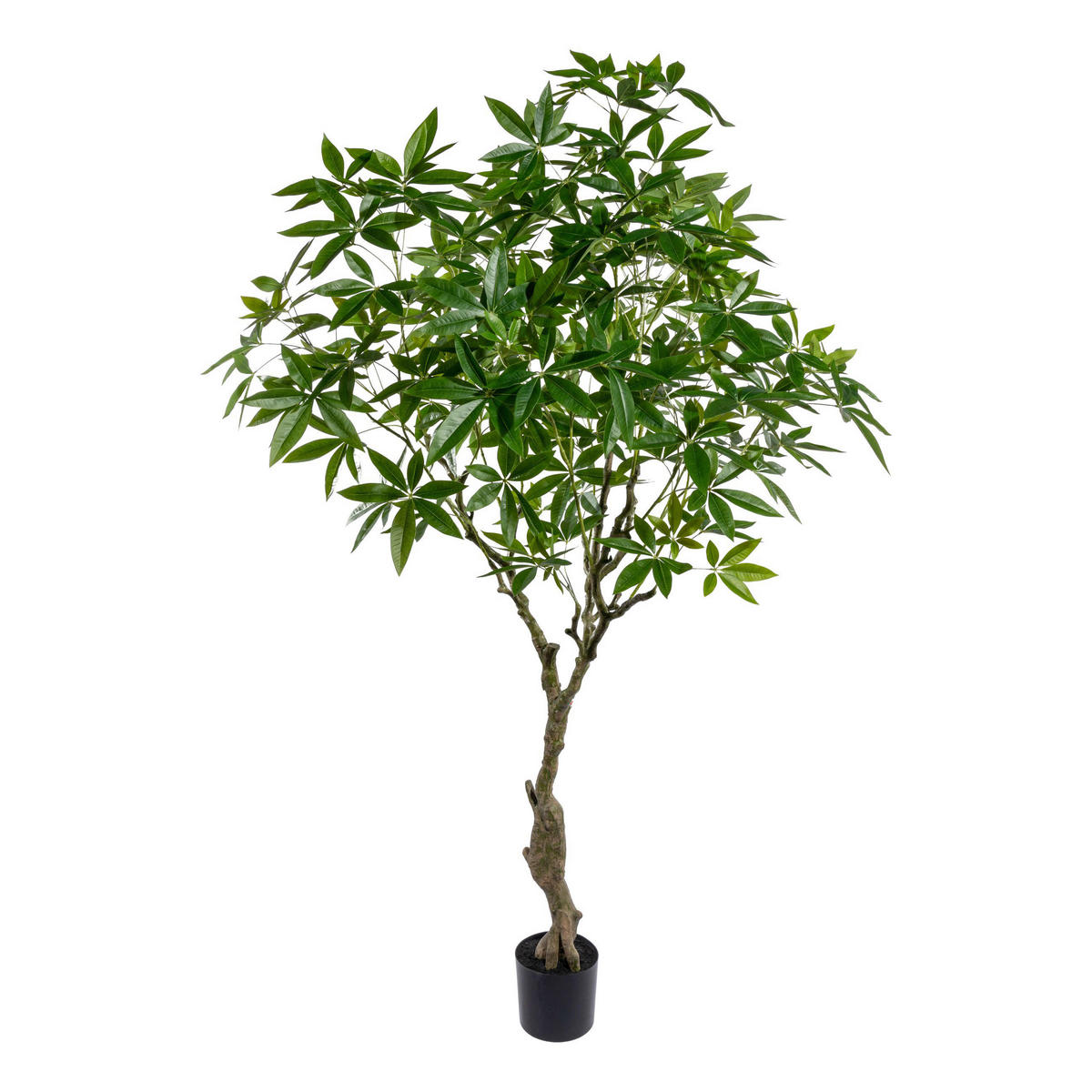 KUNSTPFLANZE Glückskastanie 220 cm  - Schwarz/Braun, Design, Kunststoff (220cm) - P & B