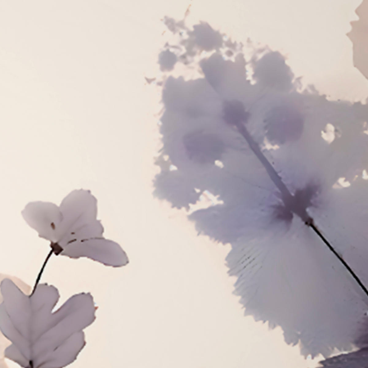 KÉTOLDALAS ÁGYNEMŰHUZAT szatén 200/200 cm  - natúr színű, textil (200/200cm) - Novel