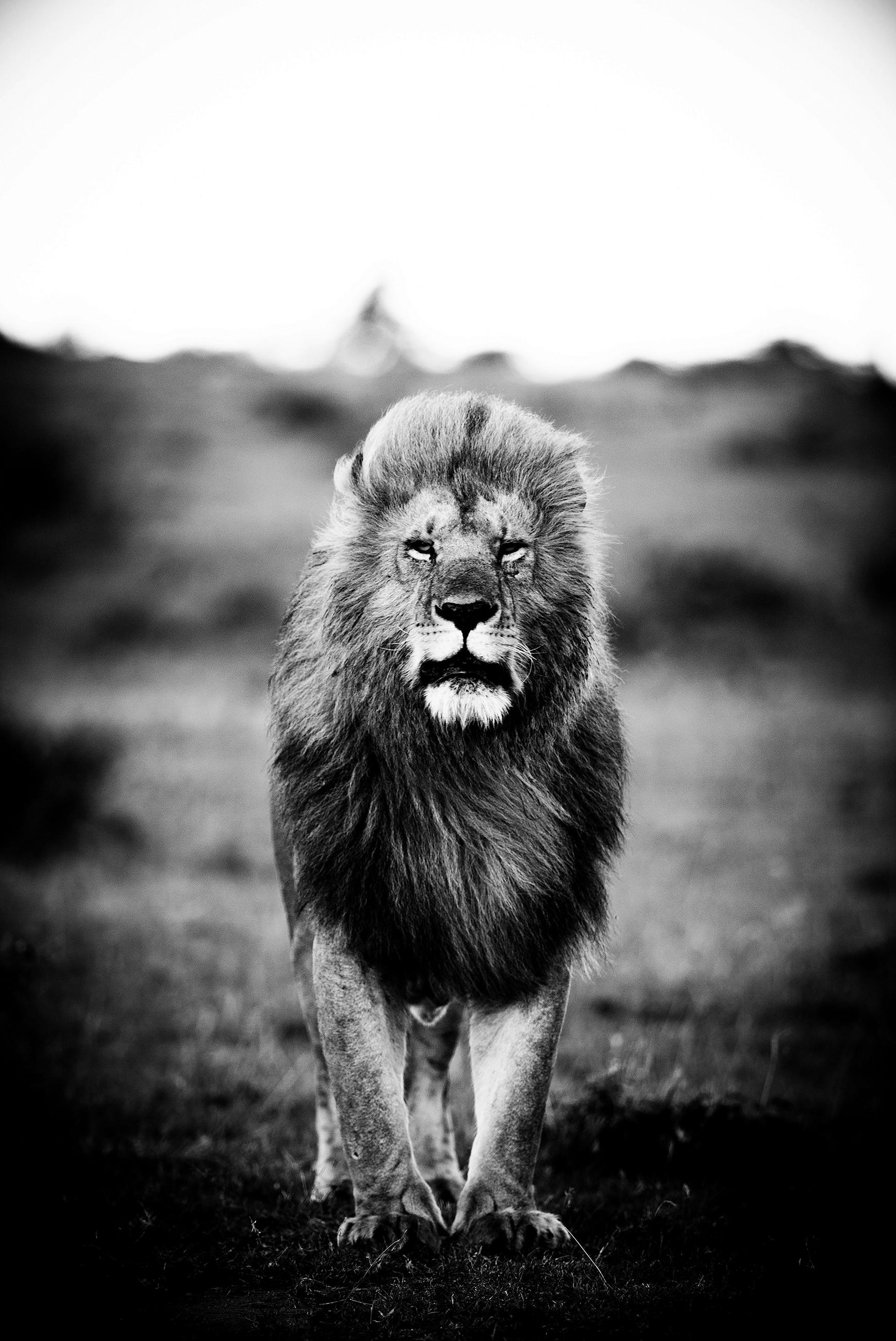 BILD Tiere 90/135 cm  - Schwarz/Grau, Design, Kunststoff (90/135cm)