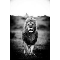 BILD Tiere 90/135 cm  - Schwarz/Grau, Design, Kunststoff (90/135cm)