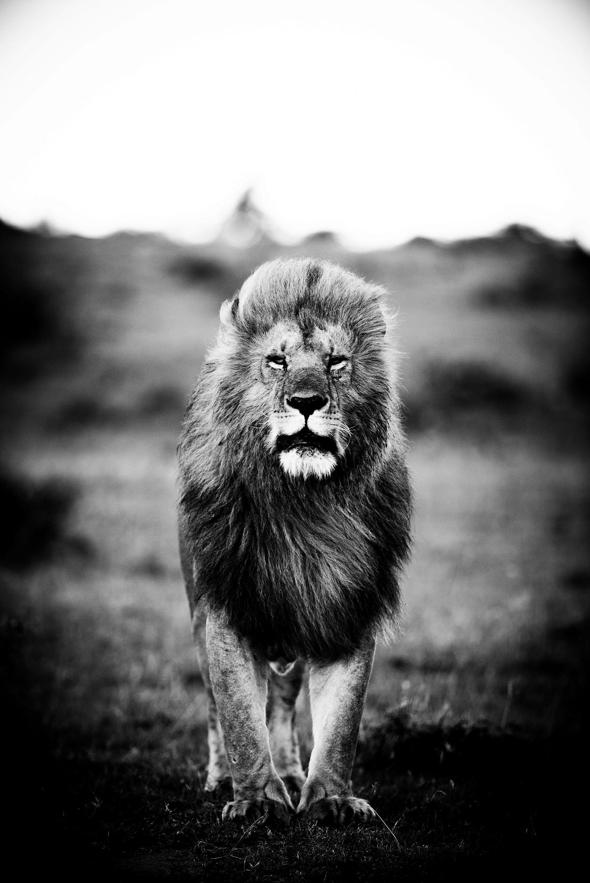 BILD Tiere 90/135 cm  - Schwarz/Grau, Design, Kunststoff (90/135cm)