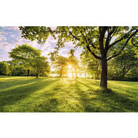 NON WOVEN-TAPET 400/250 cm  - grön/blå, Natur (400/250cm) - Komar