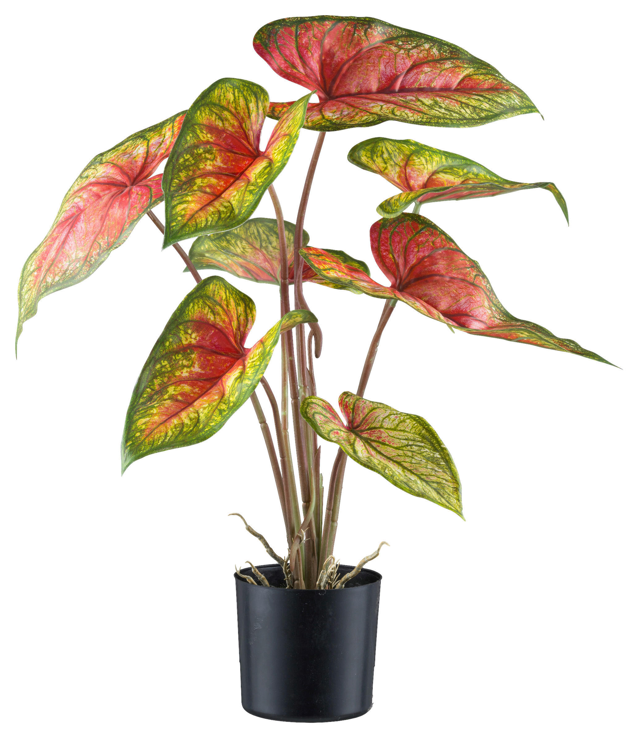 KUNSTPFLANZE 55 cm  - Rot/Schwarz, Design, Kunststoff (55cm)