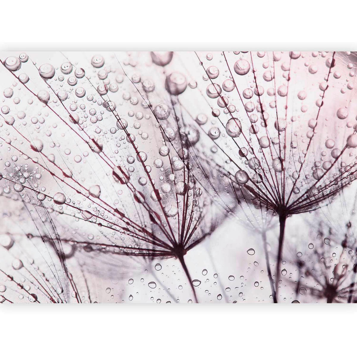 FOTOTAPETE  - Violett/Weiß, LIFESTYLE, Textil (100/70cm) - artgeist