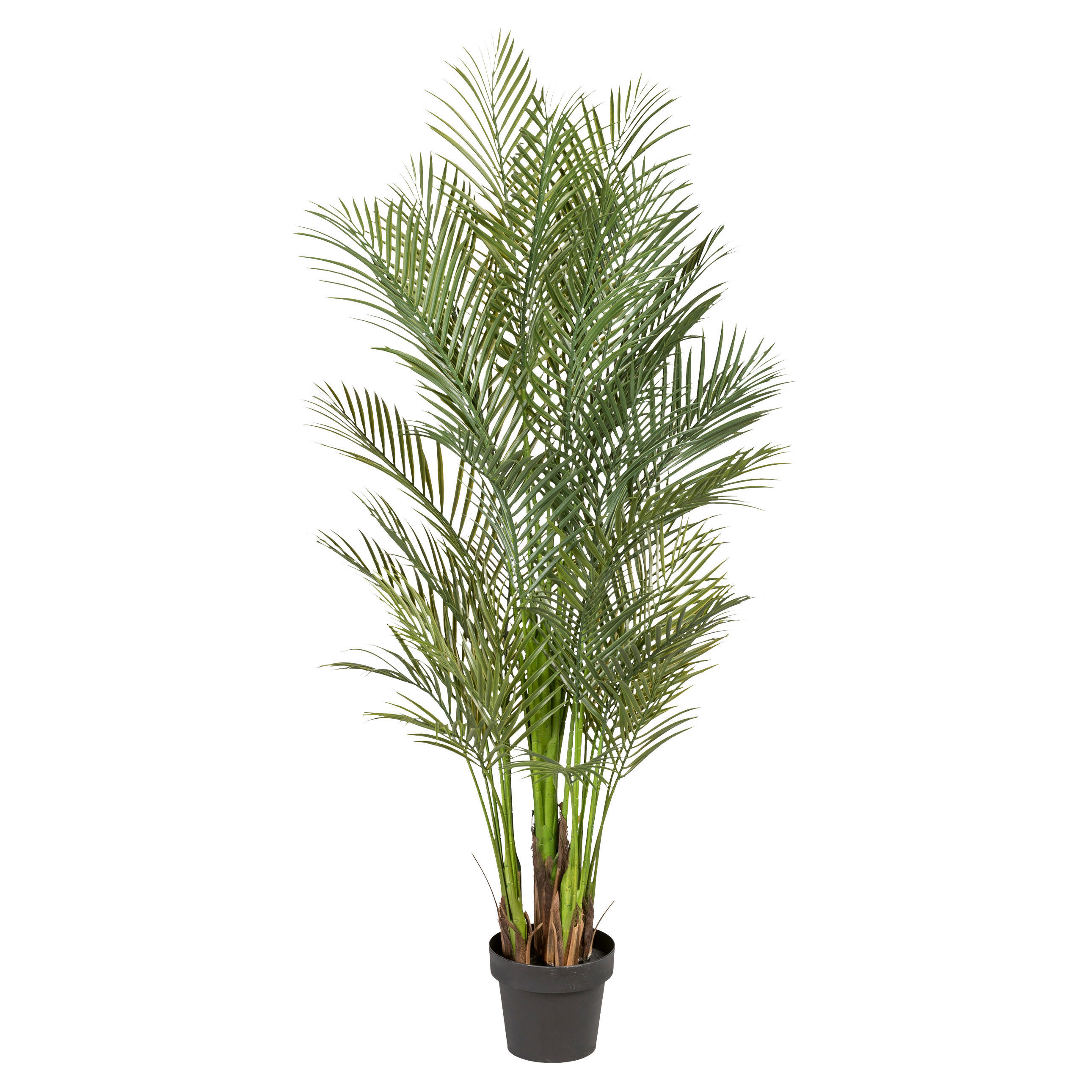 KUNSTPFLANZE Palme 160 cm  - Schwarz/Grün, Design, Kunststoff (160cm) - P & B