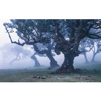 NON WOVEN-TAPET 400/250 cm  - Natur (400/250cm)