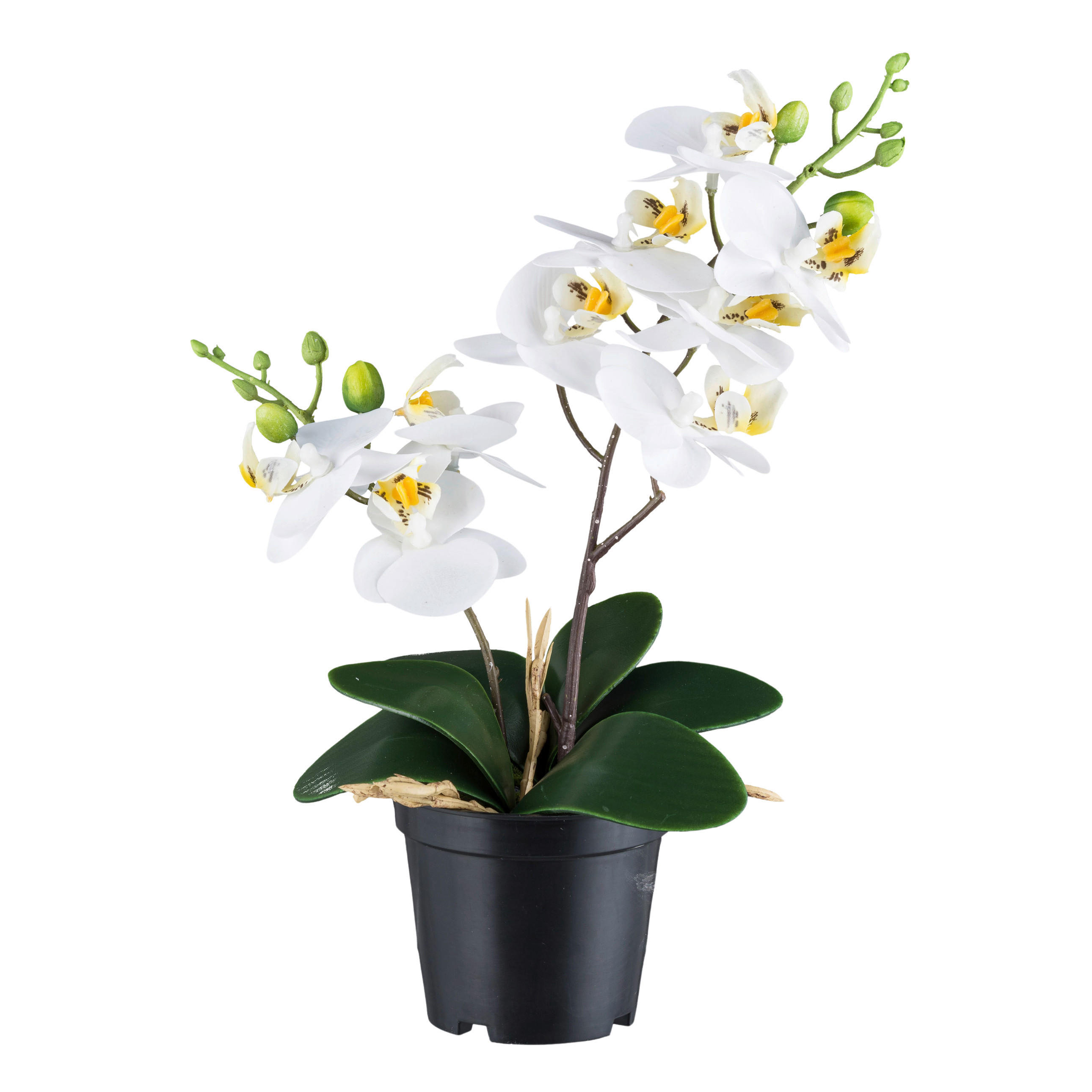 KUNSTPFLANZE Orchidee 28 cm  - Schwarz/Weiß, Design, Kunststoff (28cm) - P & B