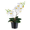 KUNSTPFLANZE Orchidee 28 cm  - Schwarz/Weiß, Design, Kunststoff (28cm) - P & B