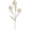 KUNSTBLUME - Creme, Basics, Papier/Kunststoff (68cm) - Ambia Home