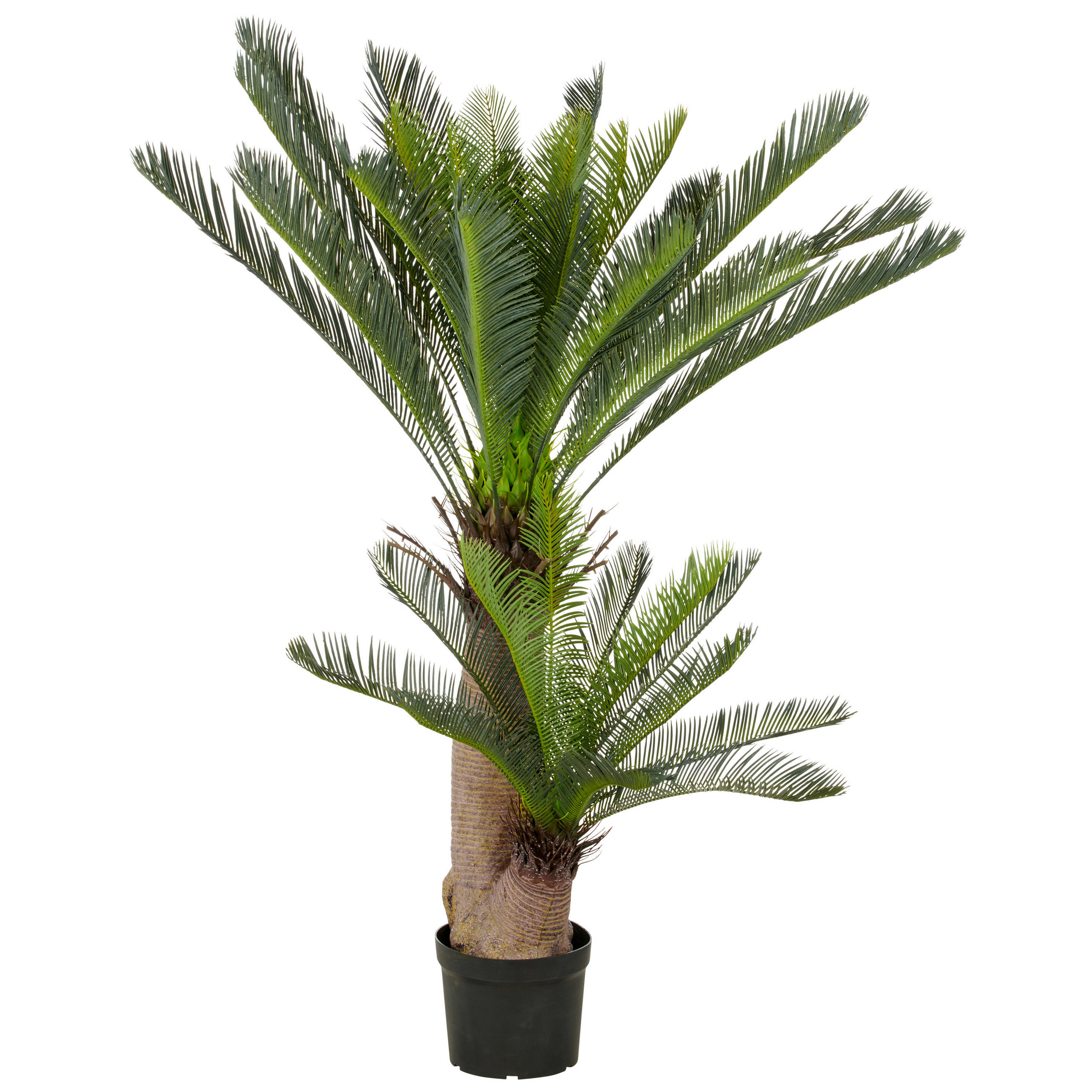 KUNSTPFLANZE Palme 145 cm  - Schwarz/Braun, Basics, Kunststoff (145cm) - P & B