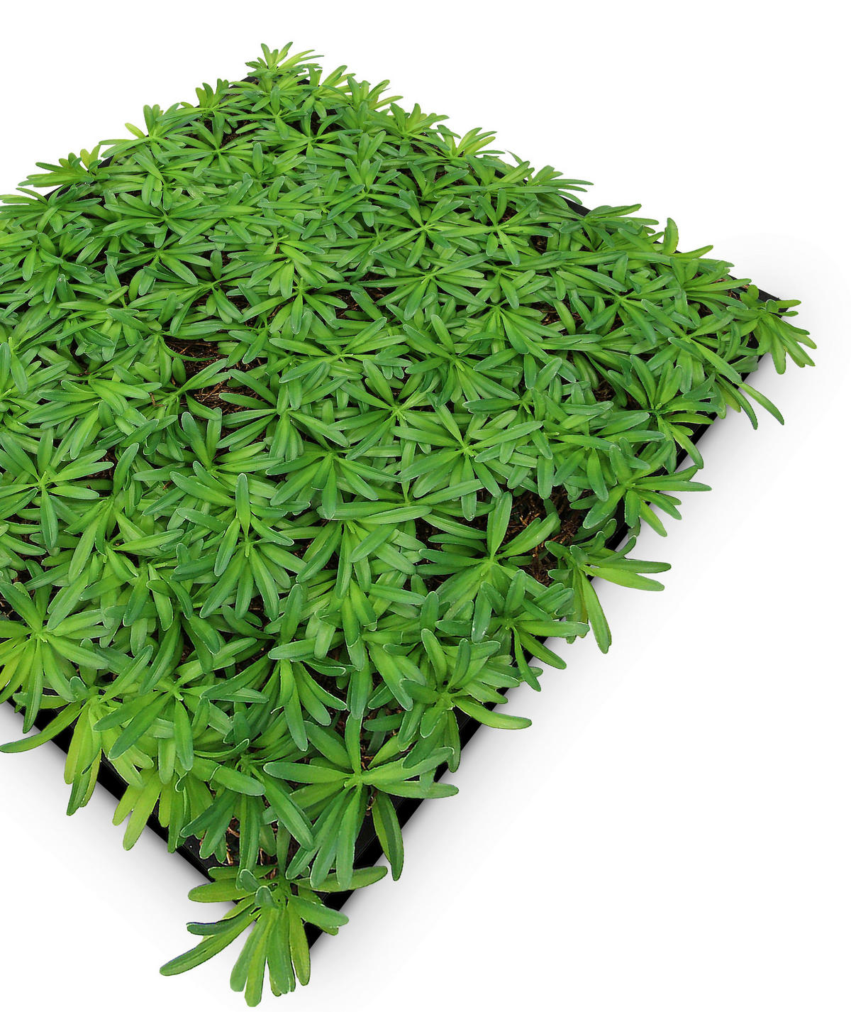 AKUSTIKPANEEL Modular Wall System Nature Design Flora 52/52/5 cm  - KONVENTIONELL (52/52/5cm) - Jangal