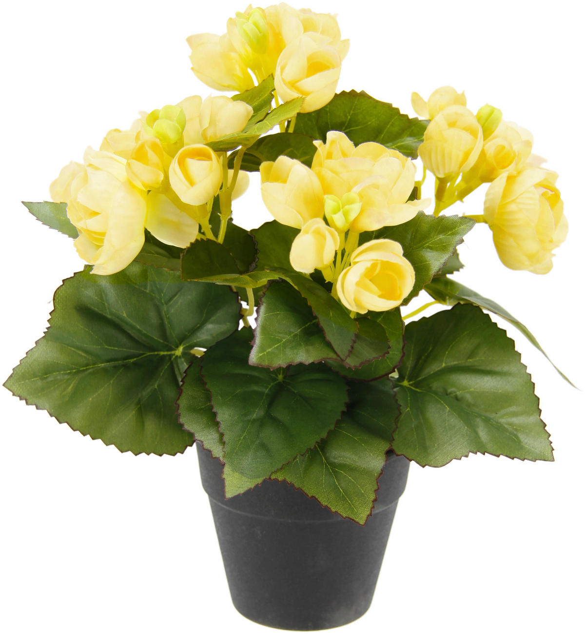 BEGONIENBUSCH  - Gelb, Basics (25cm)
