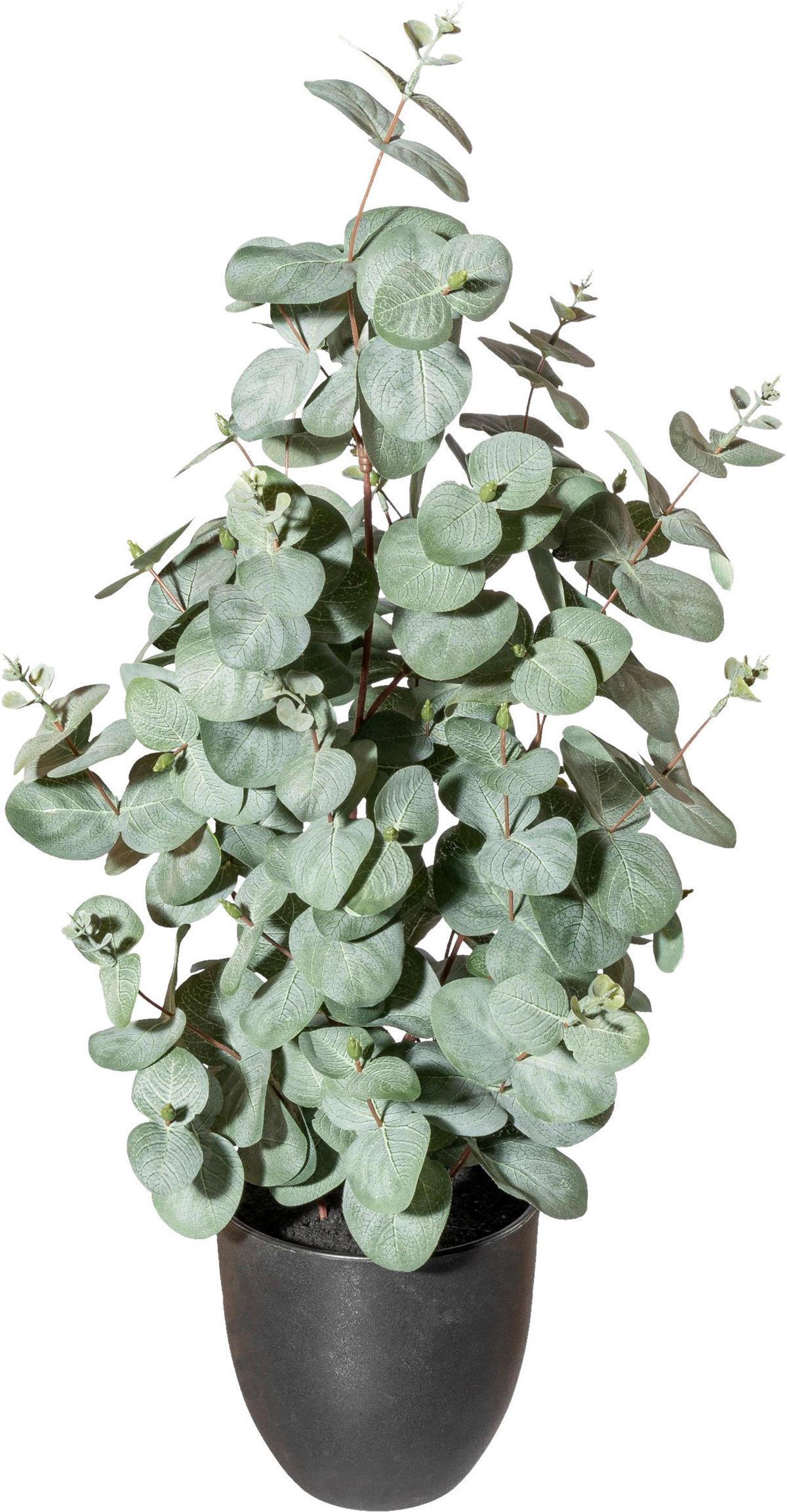 KUNSTPFLANZE Eukalyptus 60 cm  - Schwarz/Grau, Design, Kunststoff (60cm) - P & B