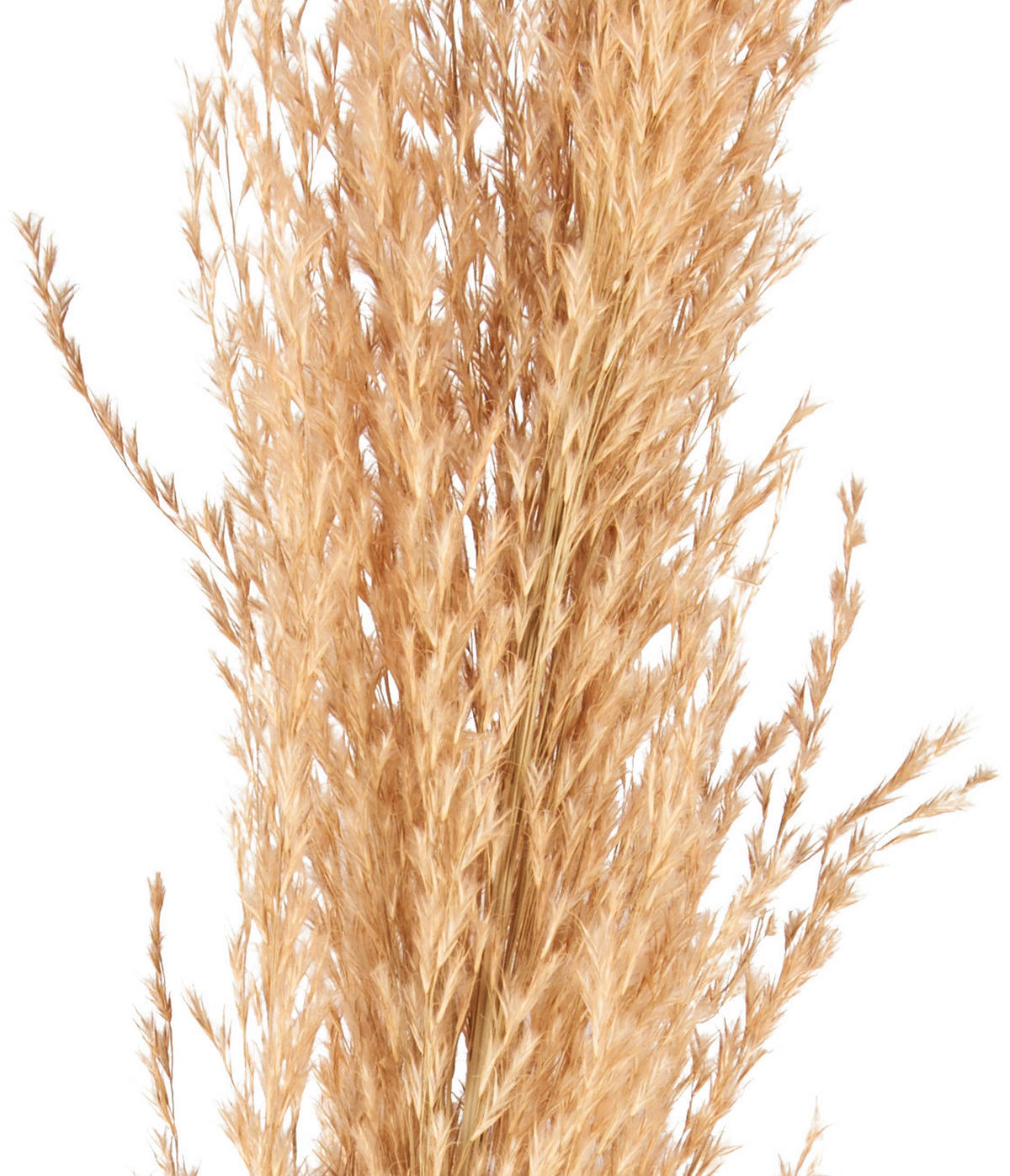 DEKORAČNÍ VĚTVIČKA pampová tráva 120 cm - oranžová, Basics, přírodní materiály (120cm)