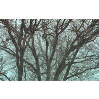 VLIESTAPETE 2,5 m  - Blau/Schwarz, Basics (400/250cm) - Xora