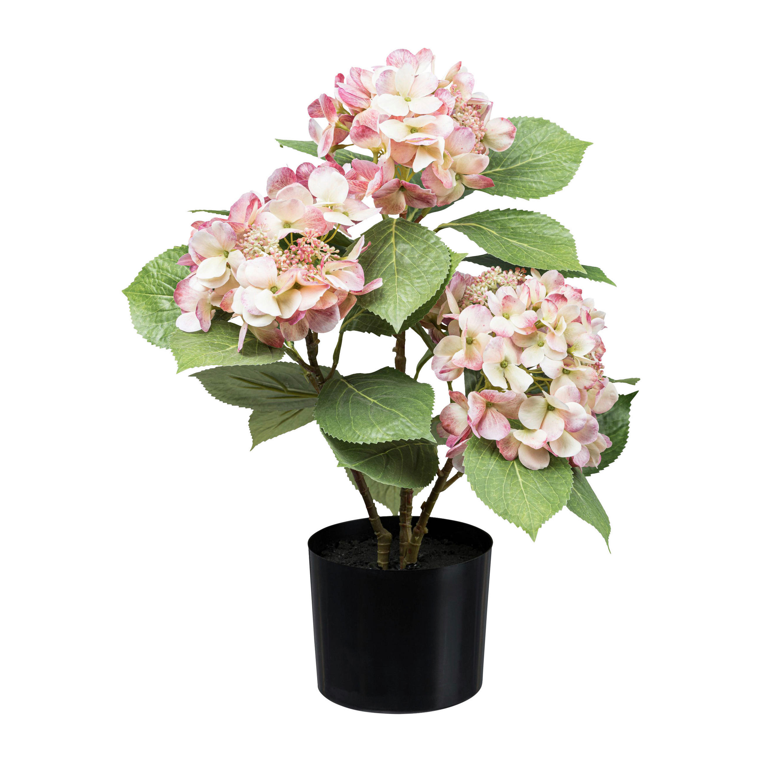 KUNSTPFLANZE Hortensie 53 cm  - Creme/Schwarz, Design, Kunststoff (53cm) - P & B
