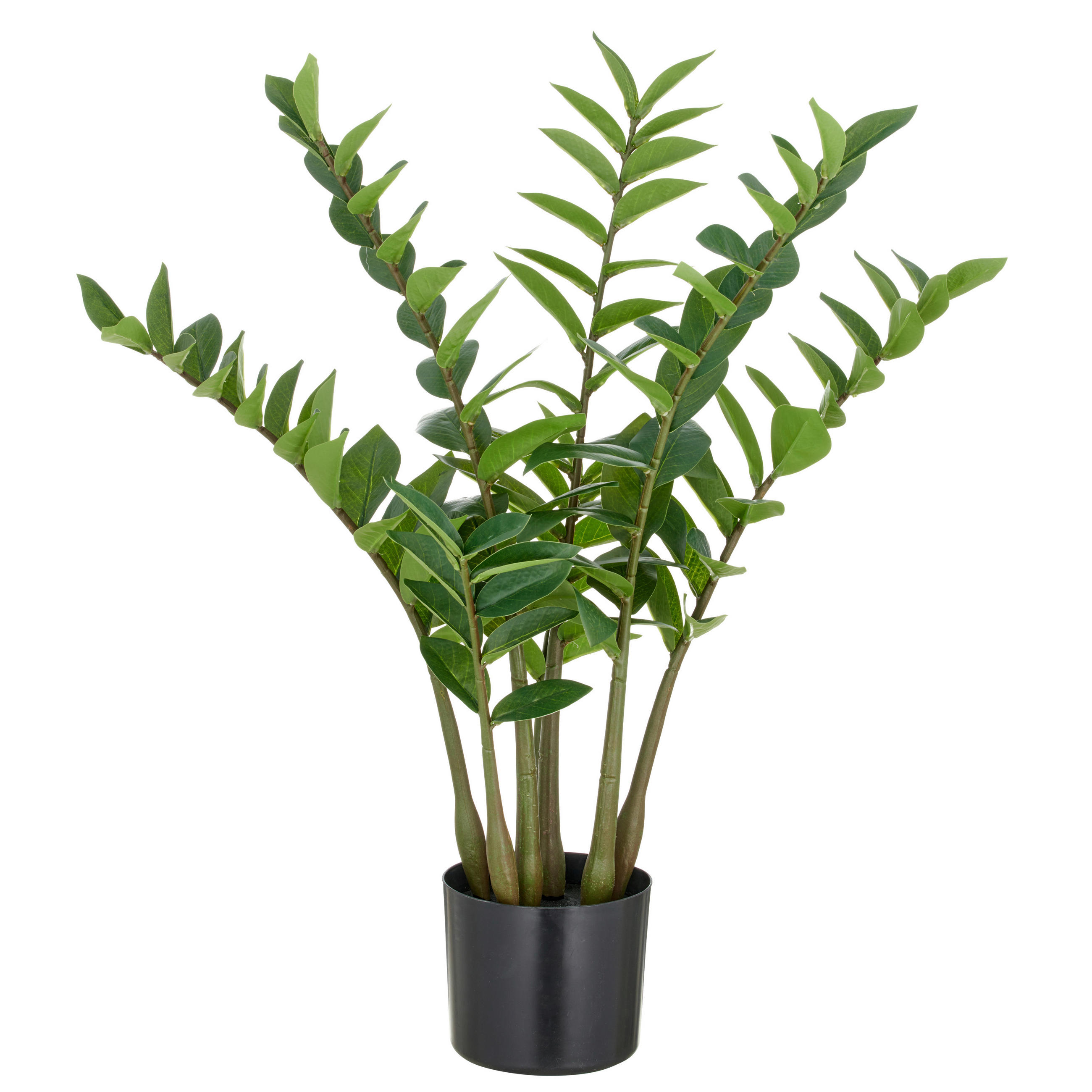 KUNSTPFLANZE Glücksfeder 70 cm  - Schwarz/Braun, Basics, Kunststoff (70cm) - P & B