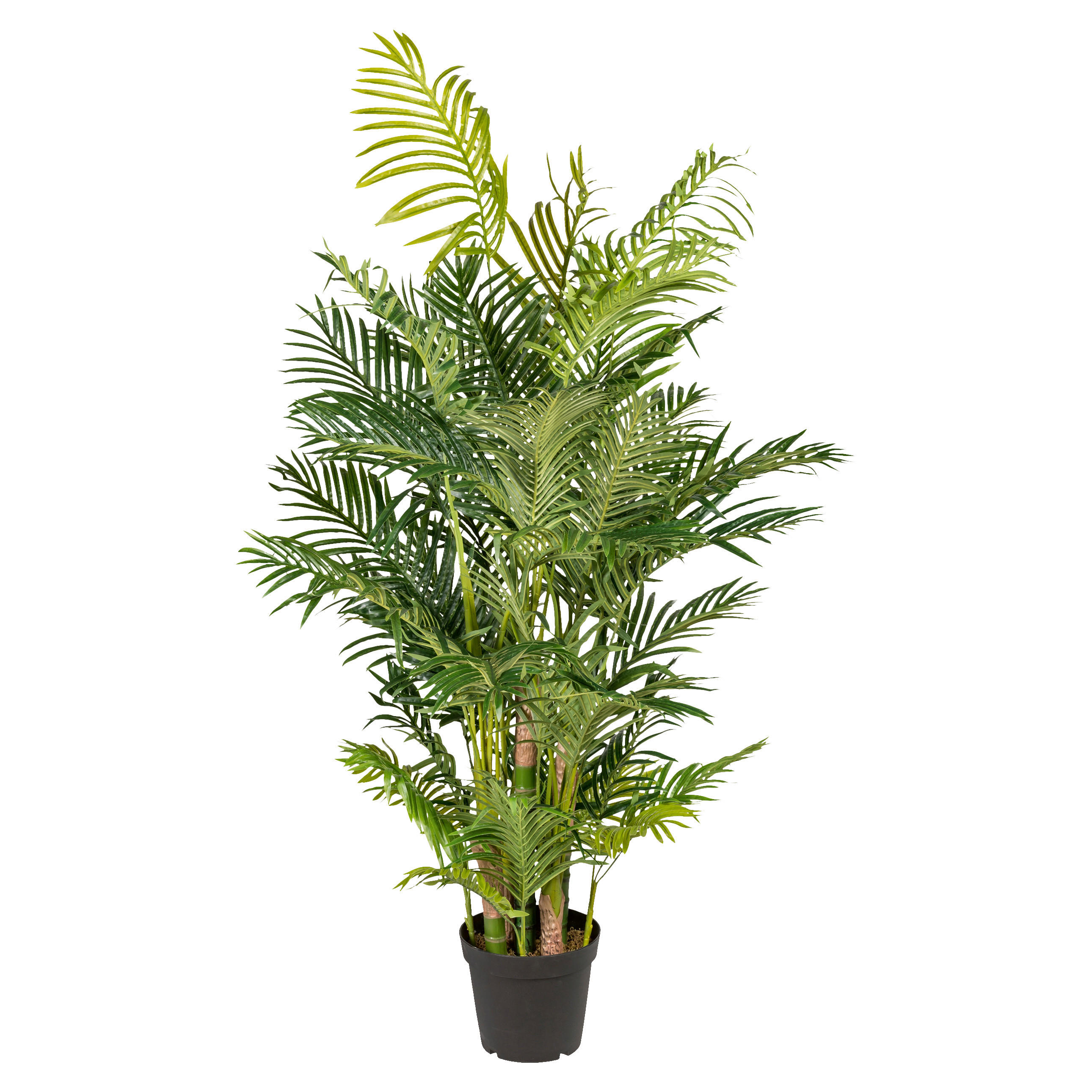 KUNSTPFLANZE Palme 170 cm - Schwarz/Braun, Design, Kunststoff (170cm) - P & B