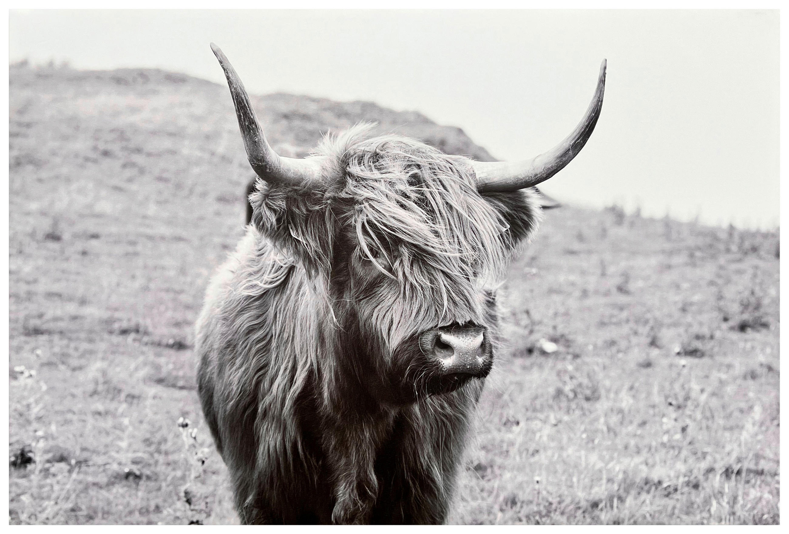 Leinwandbild Herbert