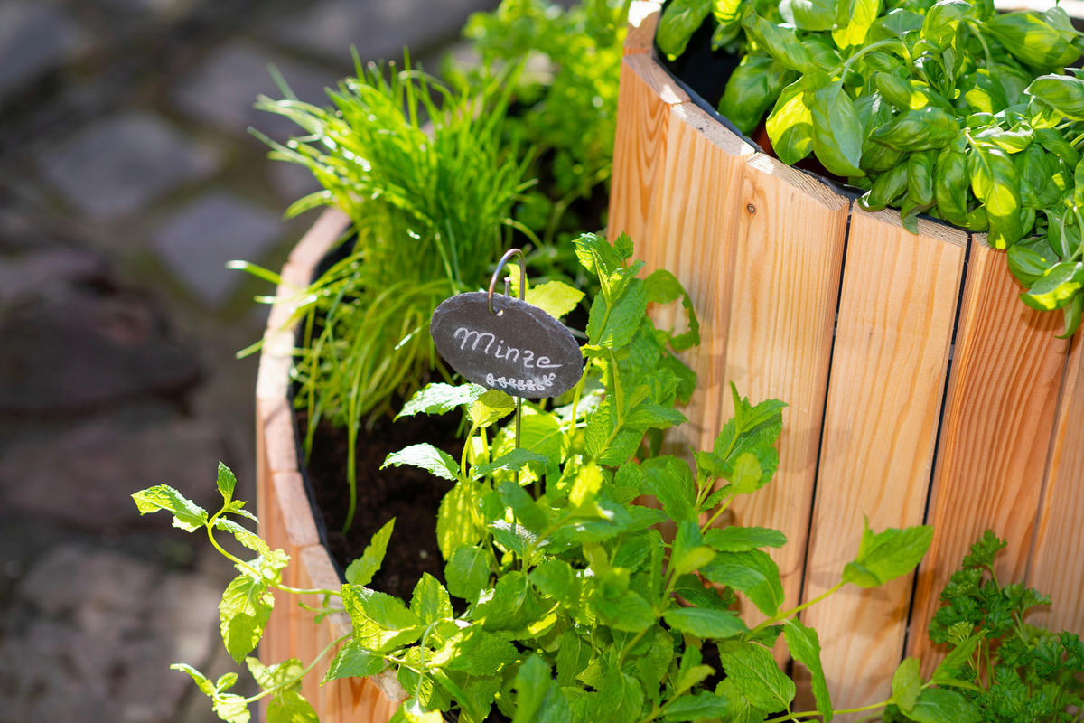 VYVÝŠENÝ ZÁHON   - farba smrekovca, Basics, drevo (55/74cm)