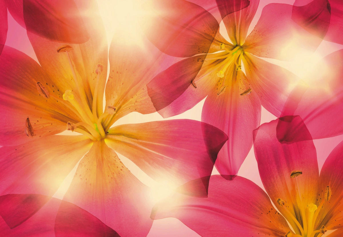 FOTOTAPETE - Pink/Gelb, Natur, Papier (368/254cm)