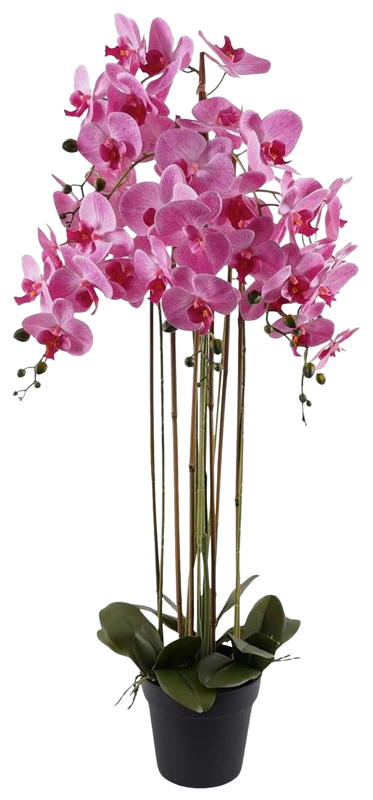MŰNÖVÉNY - pink/zöld, Basics, műanyag (66/114cm)