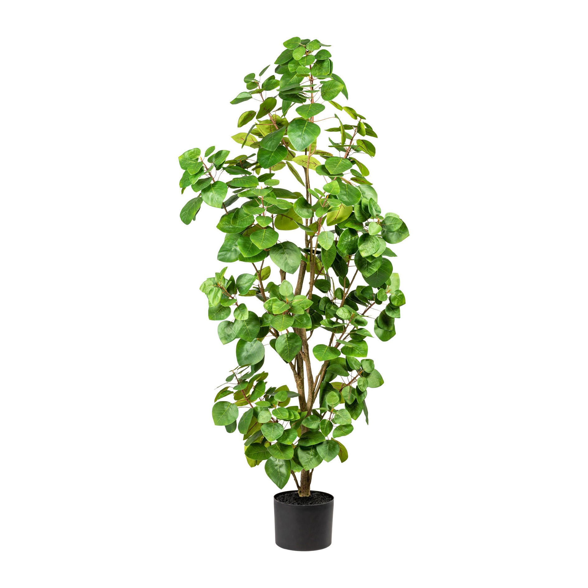 KUNSTPFLANZE Eukalyptus 120 cm  - Schwarz/Braun, Design, Kunststoff (120cm) - P & B