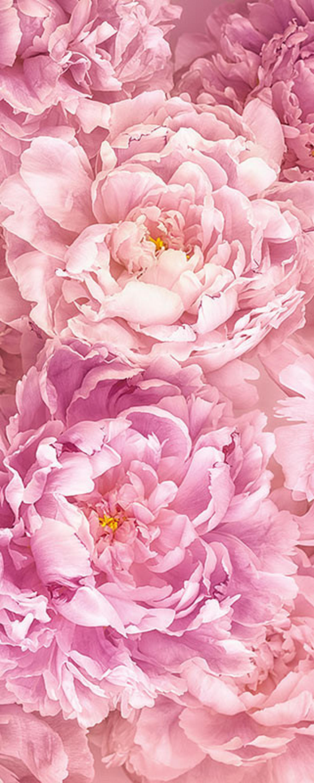 NON WOVEN-TAPET 100/250 cm  - rosa, Basics (100/250cm) - Komar
