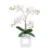 KUNSTPFLANZE Orchidee 42 cm  - Rot/Weiß, Design, Keramik/Kunststoff (42cm) - P & B