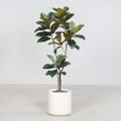 KUNSTPFLANZE 150 cm cm  - Basics (150 cmcm)