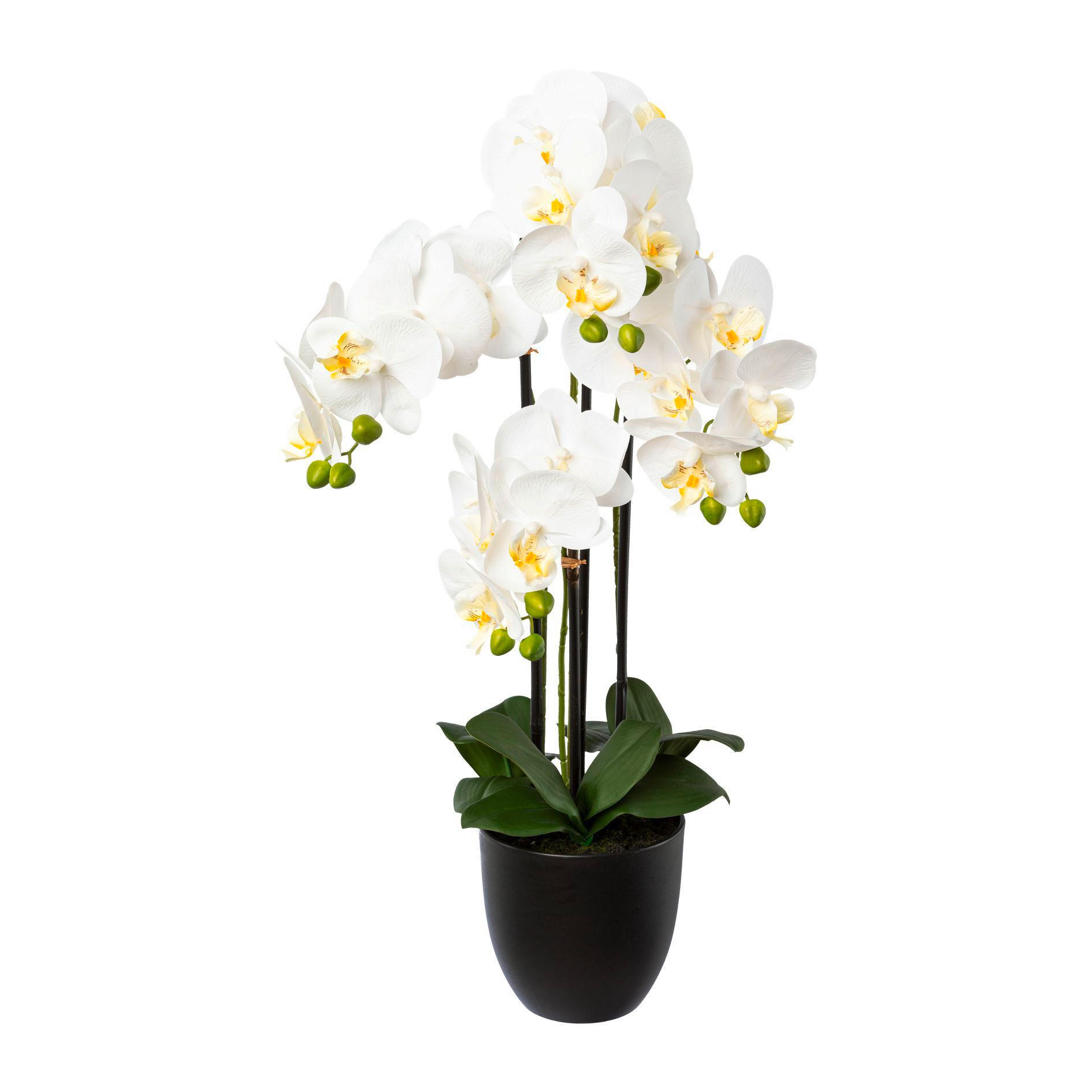 ORCHIDEE - Schwarz/Weiß, Trend, Kunststoff (69cm) - P & B