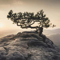 GLASBILD Landschaft & Natur  - Sandfarben, Natur, Glas (50/50/1,40cm) - Euroart