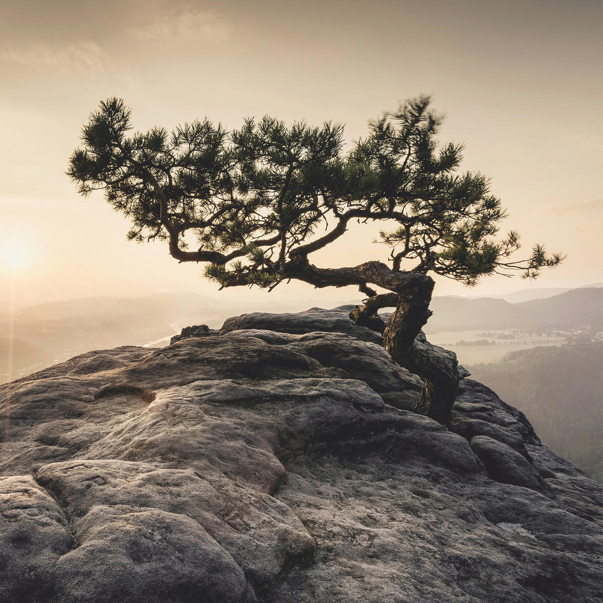 GLASBILD Landschaft & Natur  - Sandfarben, Natur, Glas (50/50/1,40cm) - Euroart