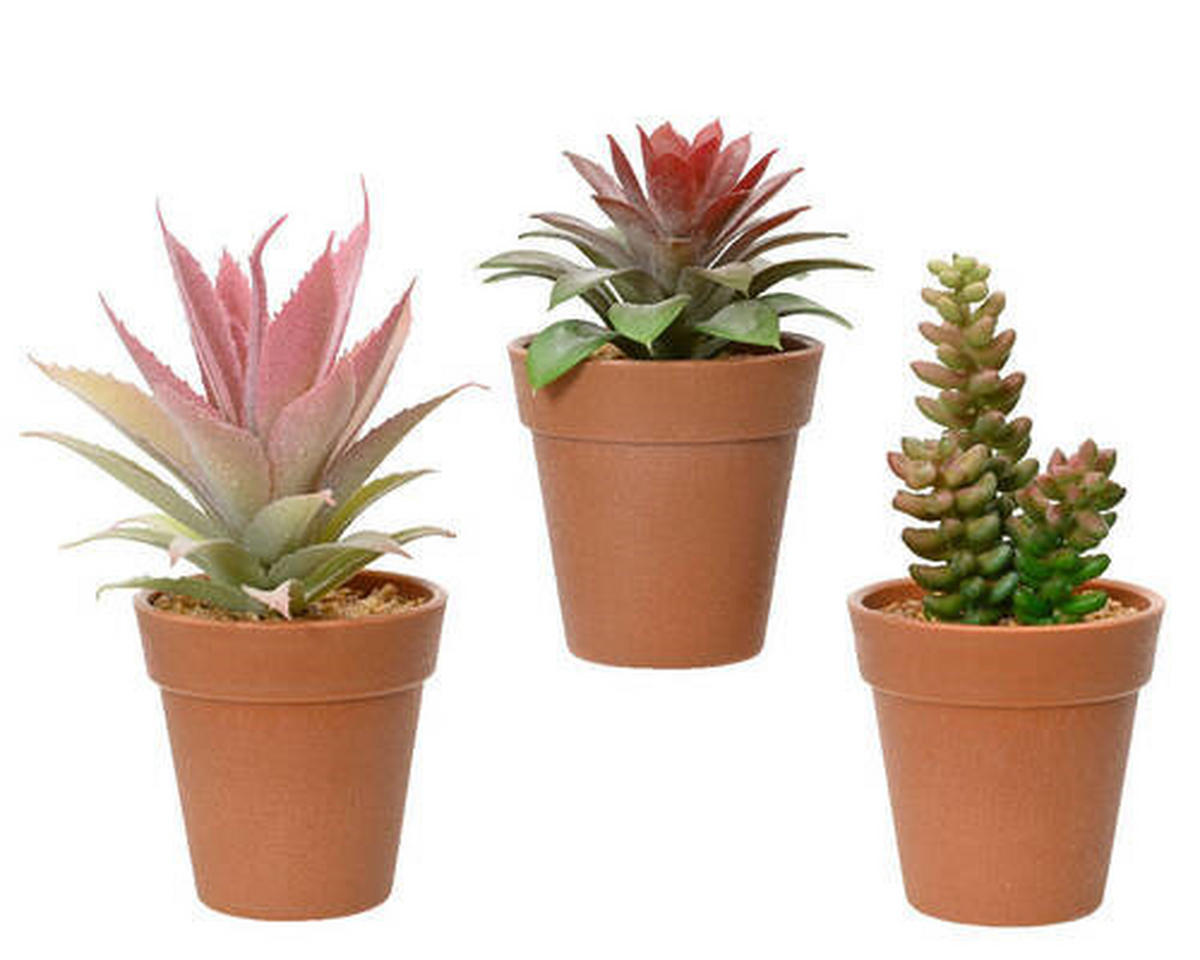 DEKORAČNÁ RASTLINA  - Basics, plast (8/16cm)