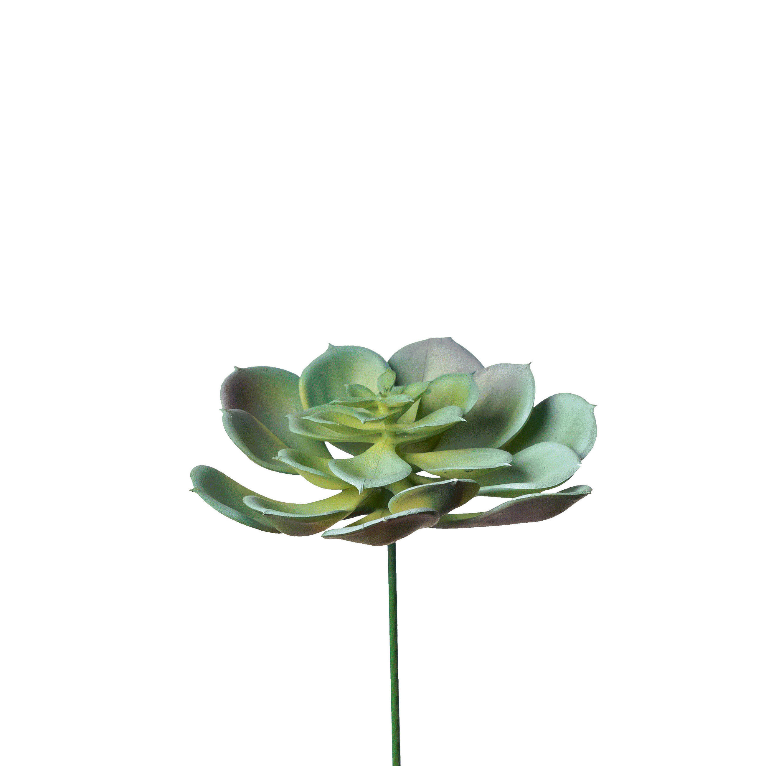 SUKKULENTE Sukkulente 9 cm  - Naturfarben/Grün, Basics, Kunststoff/Stein (9cm)