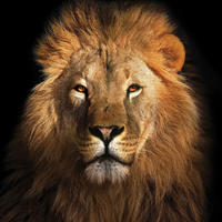 GLASBILD Tiere  - Multicolor, KONVENTIONELL, Glas (50/50cm) - Euroart