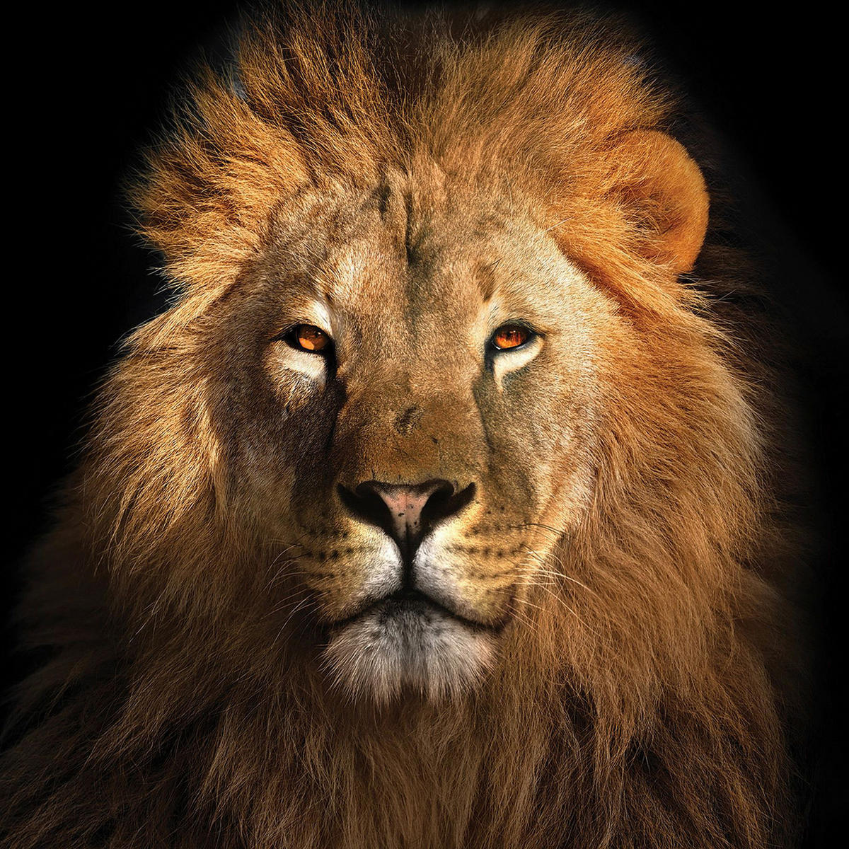 GLASBILD Tiere  - Multicolor, KONVENTIONELL, Glas (50/50cm) - Euroart