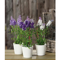 LAVANDA        8/25,5 cm      - lila/bela, Osnovno, plastika (8/25,5cm)