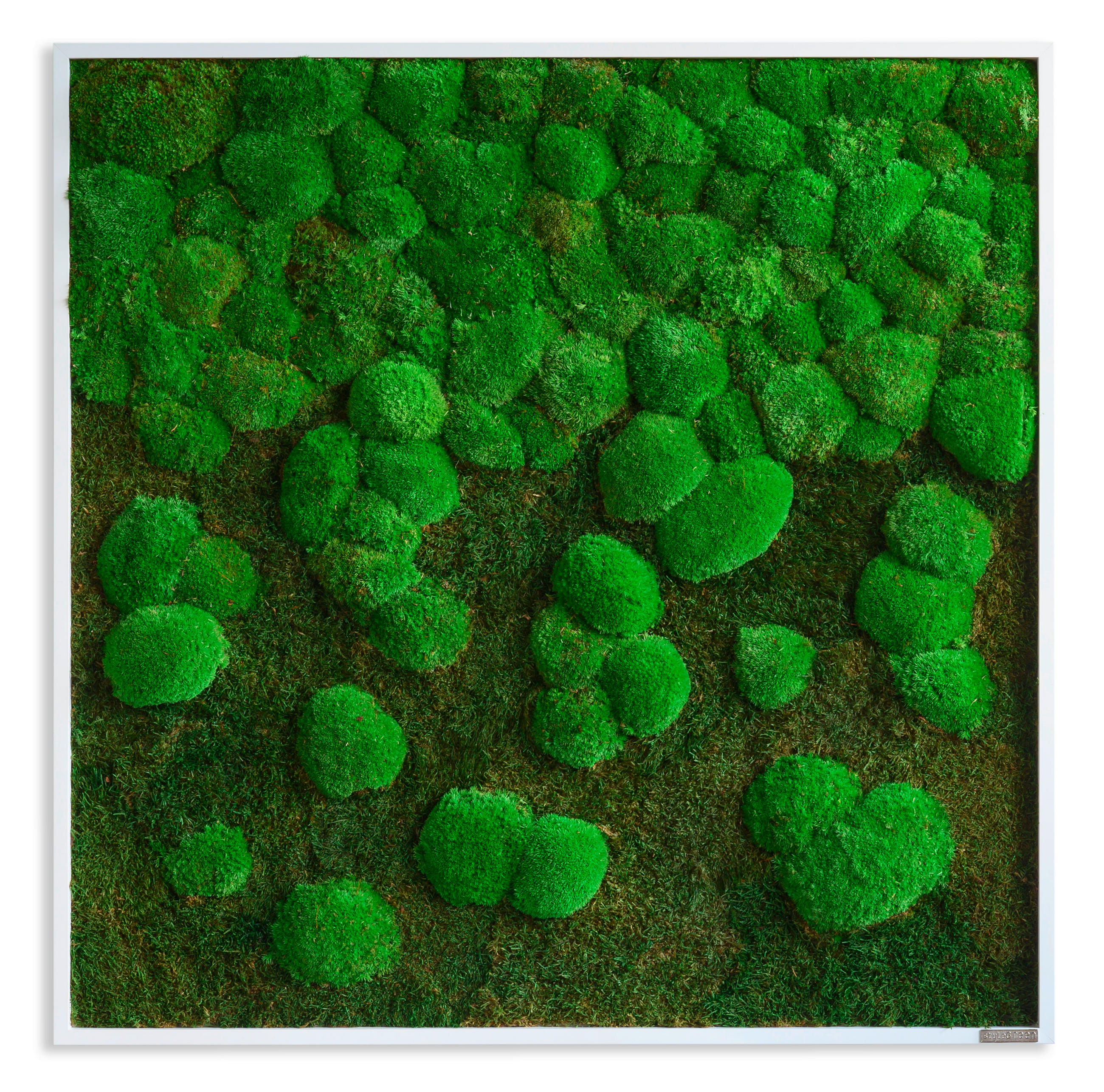 MOOSBILD Stylegreen  - Weiß/Grün, Basics, Naturmaterialien/Holz (80/80/7cm)